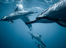 Mango Sports-谁来单点破局？哈登正名的契机？骑士季后赛假想敌剖析之活塞篇